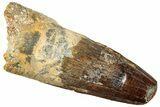 Fossil Spinosaurus Tooth - Real Dinosaur Tooth #249511-1